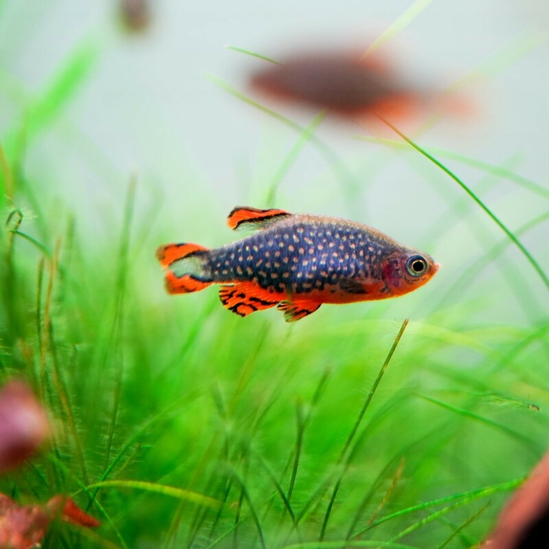 熱帯魚　ミクロラスボラspハナビ　10匹　生体　雄雌のご指定不可　HANABI