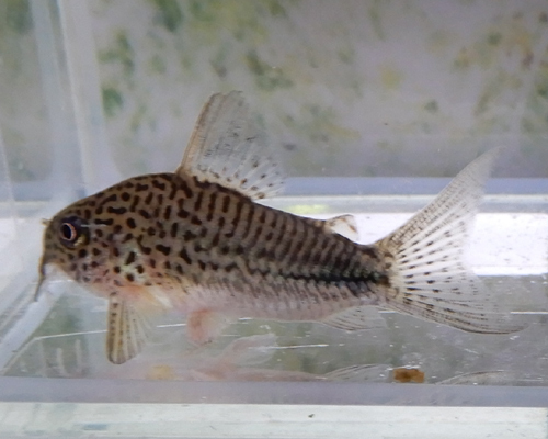 熱帯魚　コリドラス・シミリス　1匹　※雄雌のご指定不可