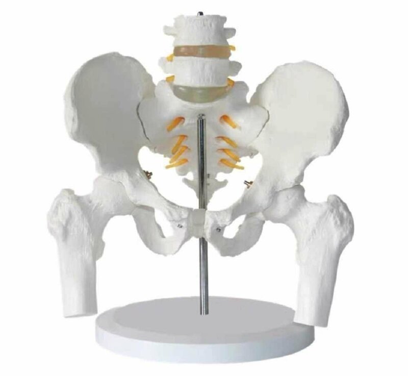 人体模型 骨 骸骨 骨盤 マネキン スカ Hxt0009