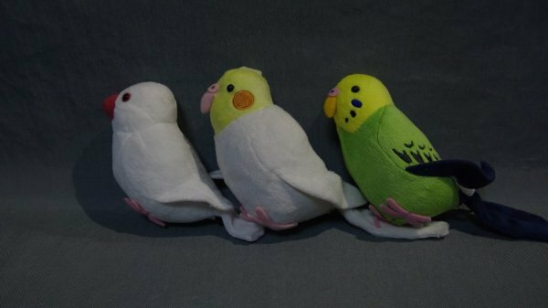 【ぬいぐるみ】 ≪セキグチ≫　インコ ぬいぐるみクリップ 3点 10x5 マスコット272050025E3A278