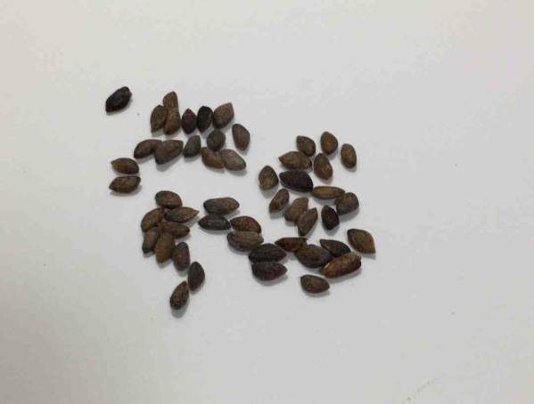 特価　黒松の種子50粒2023採取　定形外郵便に限り送料無料