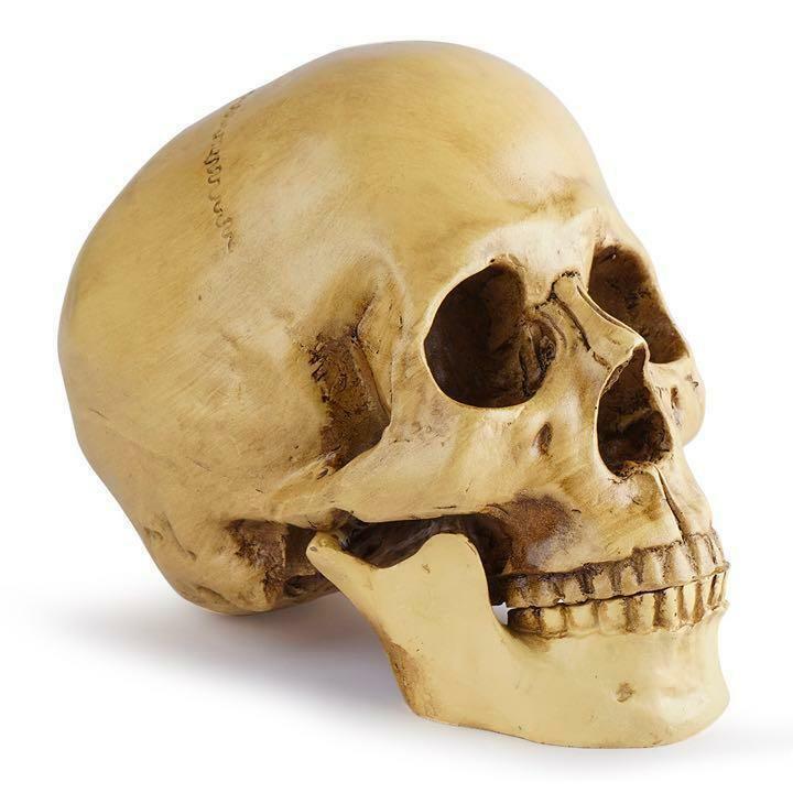 模型 頭蓋骨 1/1 人体模型 スカル 置物 ボーンカラー インテリア お化け屋敷 ハロウィン 解剖学 生物学