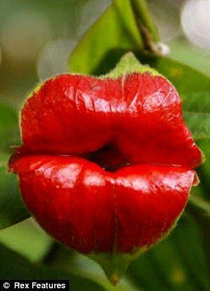 サイコトリア・エラータ　　　神秘の花　造化の妙　魅惑の唇　夜の淑女たち　種10粒　