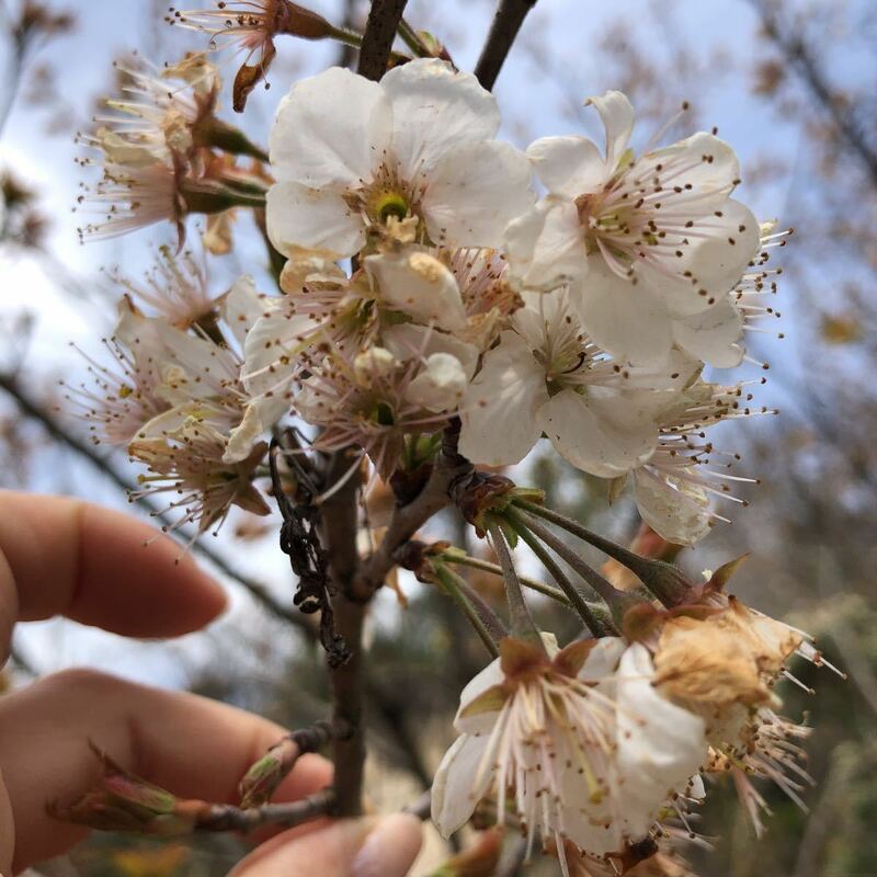 暖地桜桃　花苗　1株　甘いさくらんぼが実ります　果樹　庭木　シンボルツリー