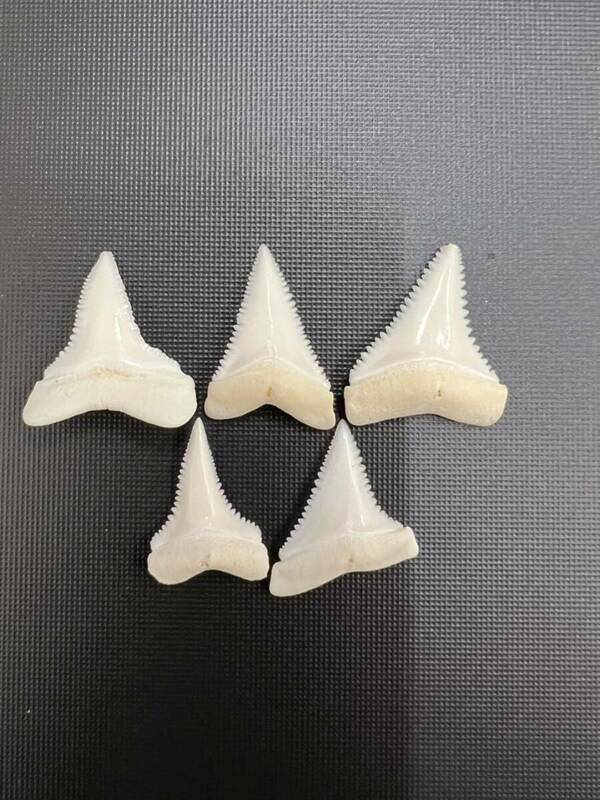 ◇ホウジロザメ　ホオジロザメ　歯　牙　材料　見本　標本　サメの歯　5本セット　