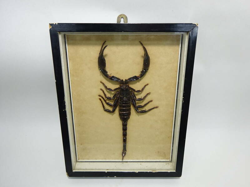 京都6★ スコーピオン 蠍 サソリ Giant Scorpion 標本 マレーシア 壁掛け インテリア コレクション 