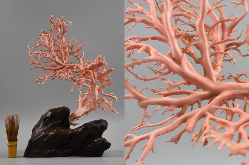天然本珊瑚 枝珊瑚 ルース コーラル 高39cm 重約468,2g 珊瑚 原木 置物 唐木台 細密細工 古美術品[a1]