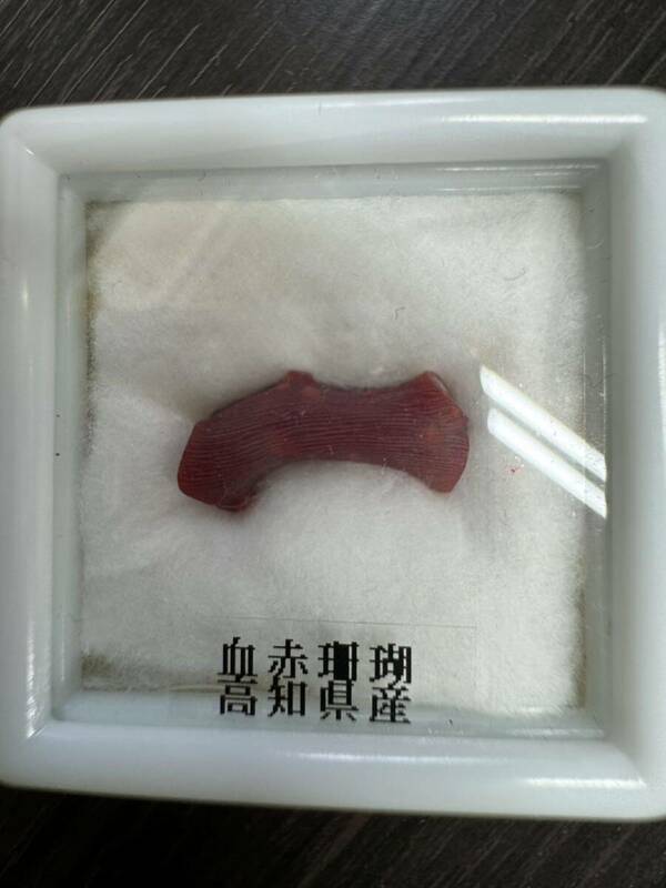 血赤珊瑚　高知県産　原木　ルース 赤珊瑚　天然物　色見本　サンプル品　裸石