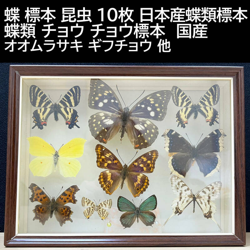 蝶 標本 昆虫 10枚 日本産蝶類標本 蝶類 チョウ チョウ標本 オオムラサキ ギフチョウ×2 他 国産