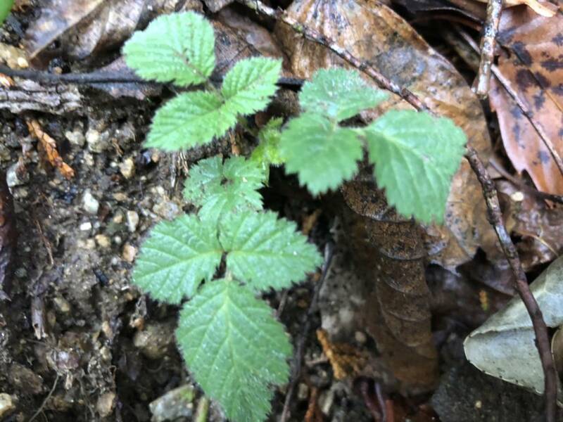 山野草　クサイチゴ　キイチゴ　３株ほど