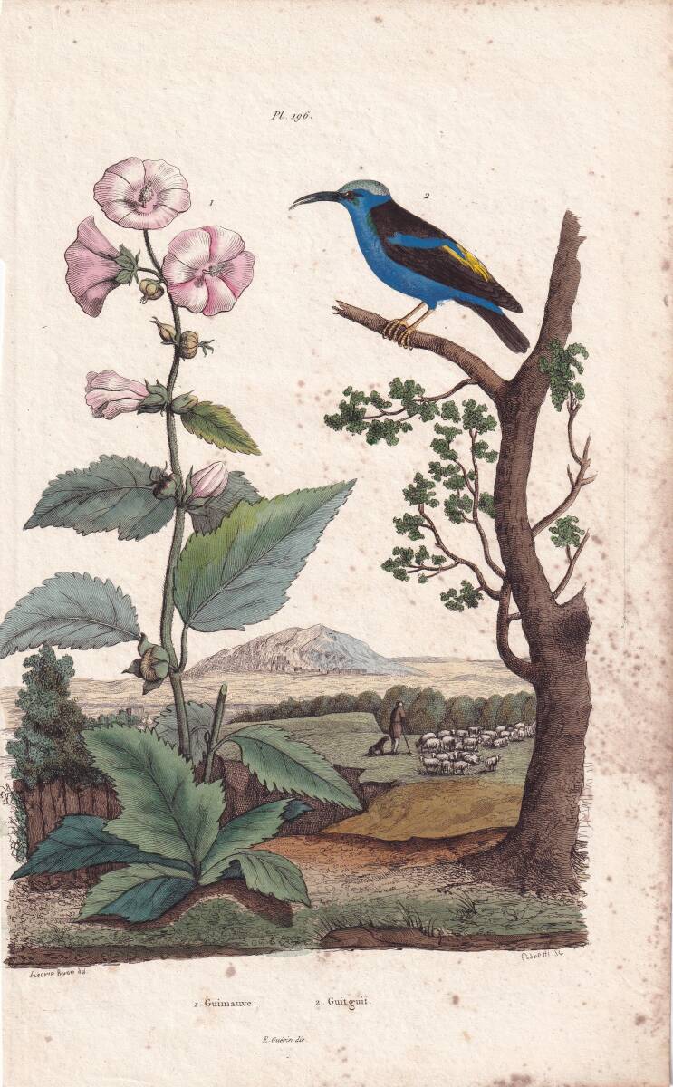 フランスアンティーク　植物画・ 博物画 『鳥類　Guimauve　』 多色刷り銅版画