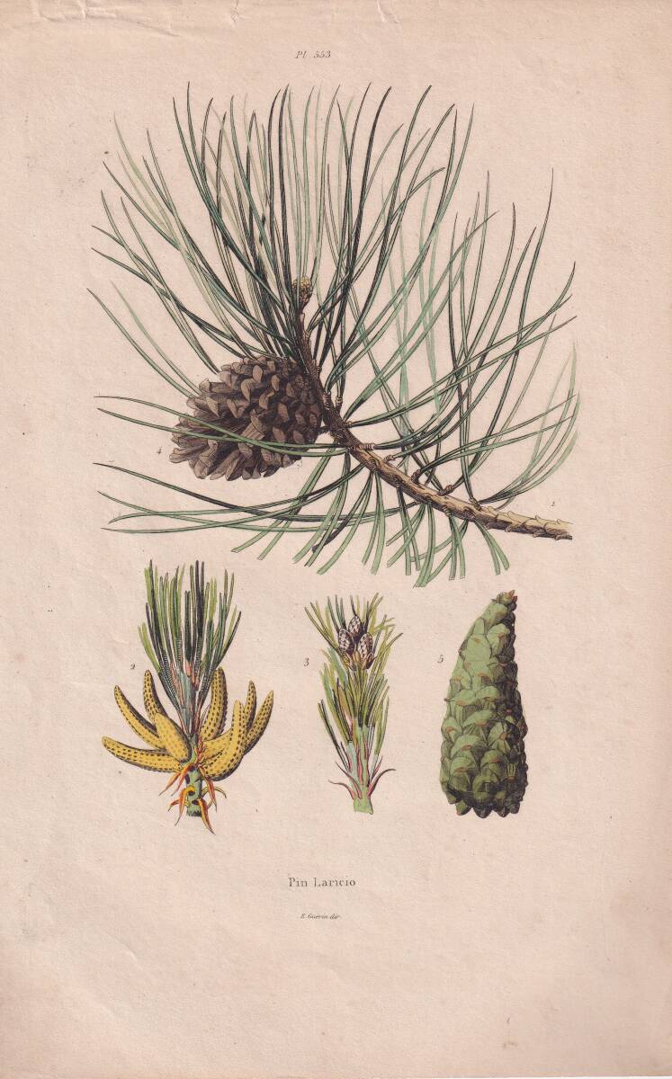 フランスアンティーク　植物画・ 博物画 『Pin　Laricio』 多色刷り銅版画
