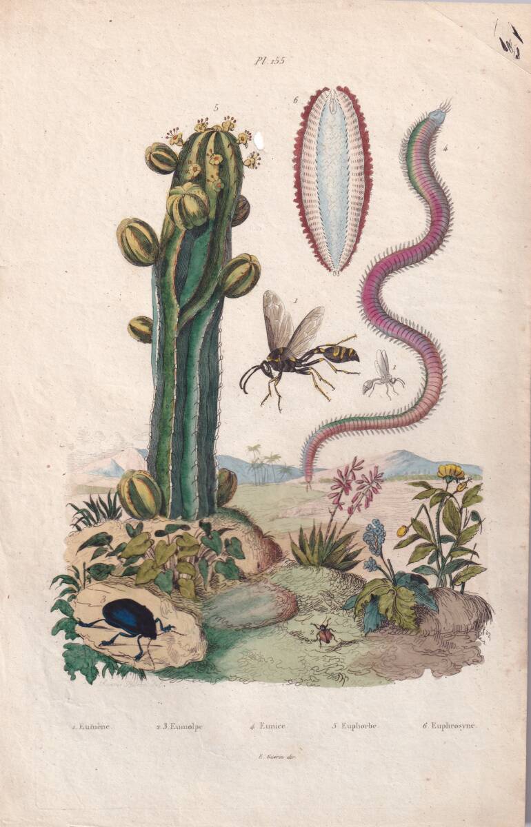 フランスアンティーク 博物画 植物画『Euphorbe』 多色刷り銅版画