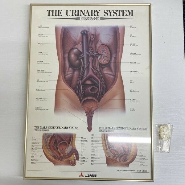 G0715 山之内製薬 泌尿器系全図　THE URINARY SYSTEM　額縁　額装　アートフレーム　大判52㎝×37㎝