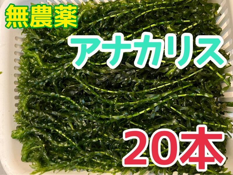 無農薬 アナカリス 20本 20cm以上 即決価格 エビ ザリガニ メダカ 金魚 餌 金魚草 金魚藻 水草 ビオトープ 産卵藻 日陰作り