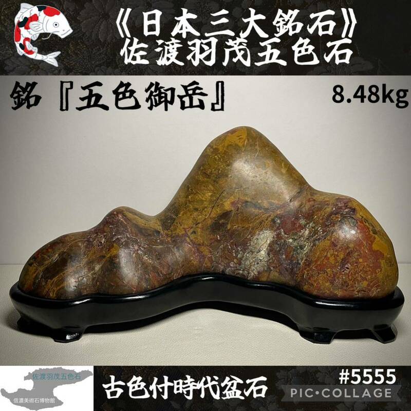 【信濃美術石博物館】 水石 佐渡羽茂五色石 横35×高19.5(cm)8.48kg 佐渡赤玉石 佐渡錦紅石 赤玉赤石盆栽骨董盆石鑑賞石観賞石菊花石 5555