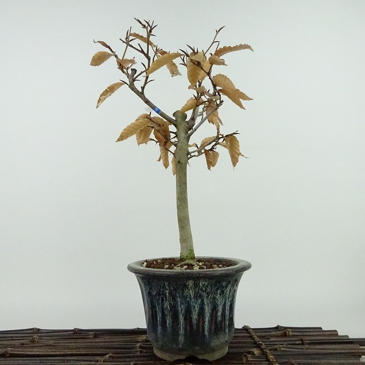 盆栽 山毛欅 ぶな 樹高 約26cm Fagus crenata ブナ ブナ科 落葉樹 観賞用 現品