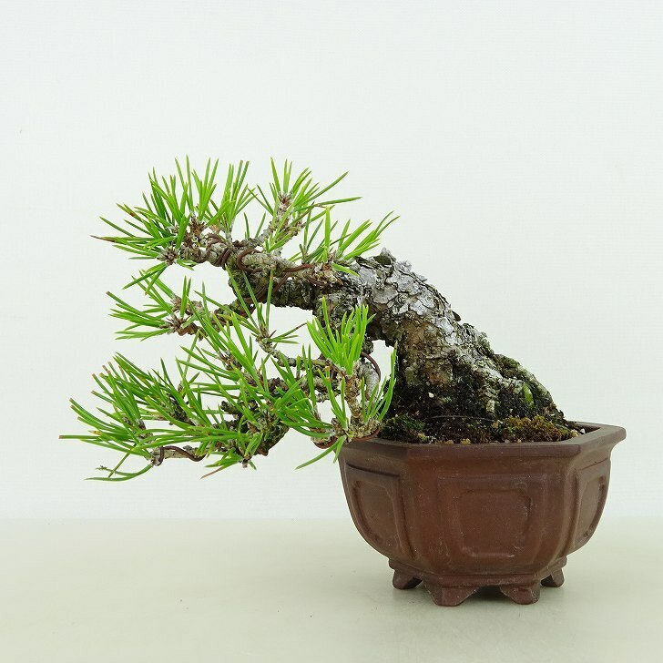 盆栽 松 黒松 樹高 約9cm くろまつ Pinus thunbergii クロマツ マツ科 常緑針葉樹 観賞用 小品 現品
