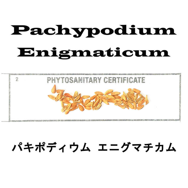 12月入荷 10粒+ パキポディウム エニグマティクム エニグマチカム 種子 種 証明書