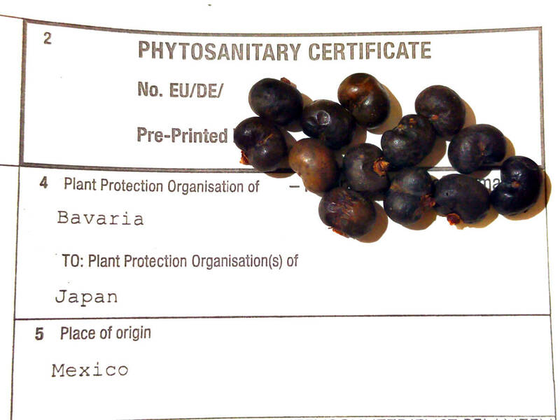 3月入荷 10粒 ストーンゲートパーム Trachycarpus princeps Blue-Silverトラキカルプス プリンセプス ブルーシルバー 耐寒ヤシ