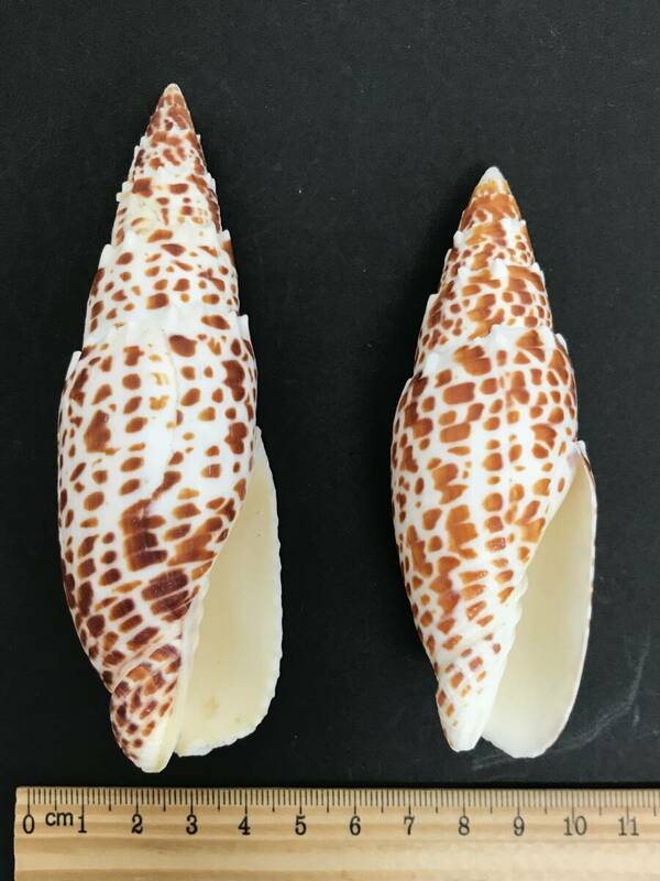 N252 貝殻 標本 オニキバフデガイ 貝 約118㎜ 約102㎜ 2個セット