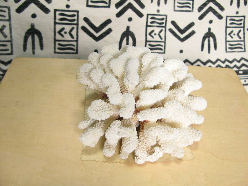 珊瑚 白珊瑚 原木 アクアリウム 大きさ約２０ｘ２０ｘ１２ｃｍ 重さ約１１９０ｇ 神奈川より８０サイズ （s448)