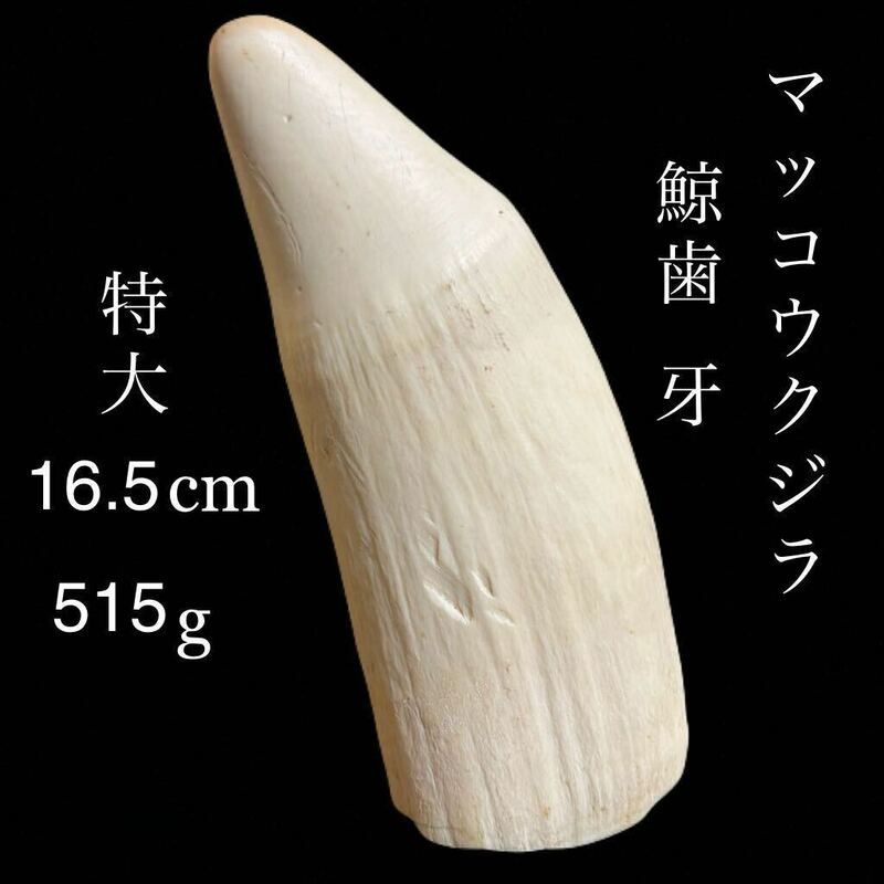 ◇鸛◇ 希少 マッコウクジラ 歯牙 特大16.5cm 515g 鯨歯 抹香鯨 根付 印材 古美術品
