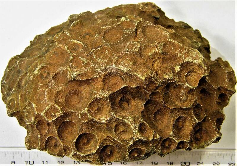 大型標本　古生代デボン紀の絶滅サンゴ　ヘキサゴナリア（Ａ）