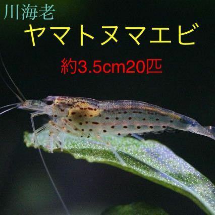 【川海老】約3.5cm20匹ヤマトヌマエビ★北海道・沖縄への発送は休止中です★ミナミヌマエビ・コリドラス・プレコのお供に