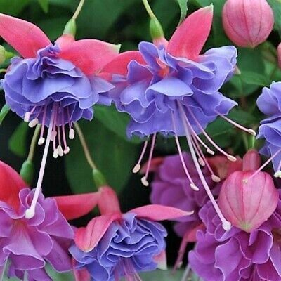 フクシア　すぐにお届けできます　ランタンベゴニア　花植物園2021　20種子　愛らしいバレリーナたちがあなたのそばで踊っている暮らし　