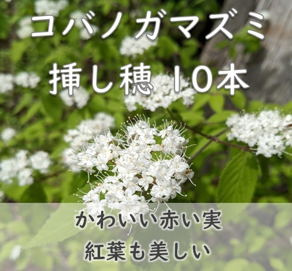 紅葉や赤い実が楽しめる◆コバノガマズミ 挿し木用 挿し穂10本 ドライフラワーにも 耐寒性◎ 落葉樹 低木 園芸 ガーデニング