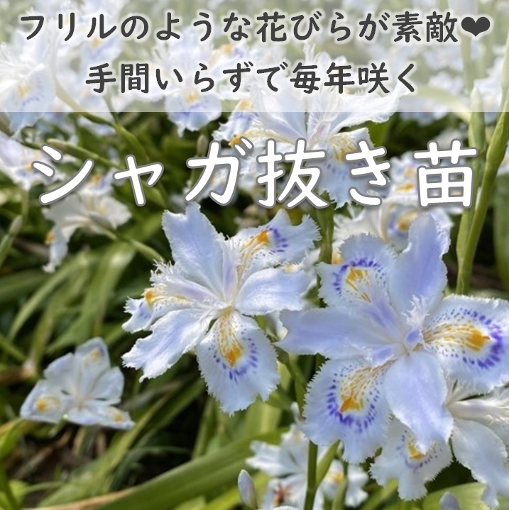 送料無料★フリルのような花びら シャガ 抜き苗5本 常緑多年草 シェードガーデン アイリス Iris japonica 園芸 ガーデニング 耐寒性宿根草