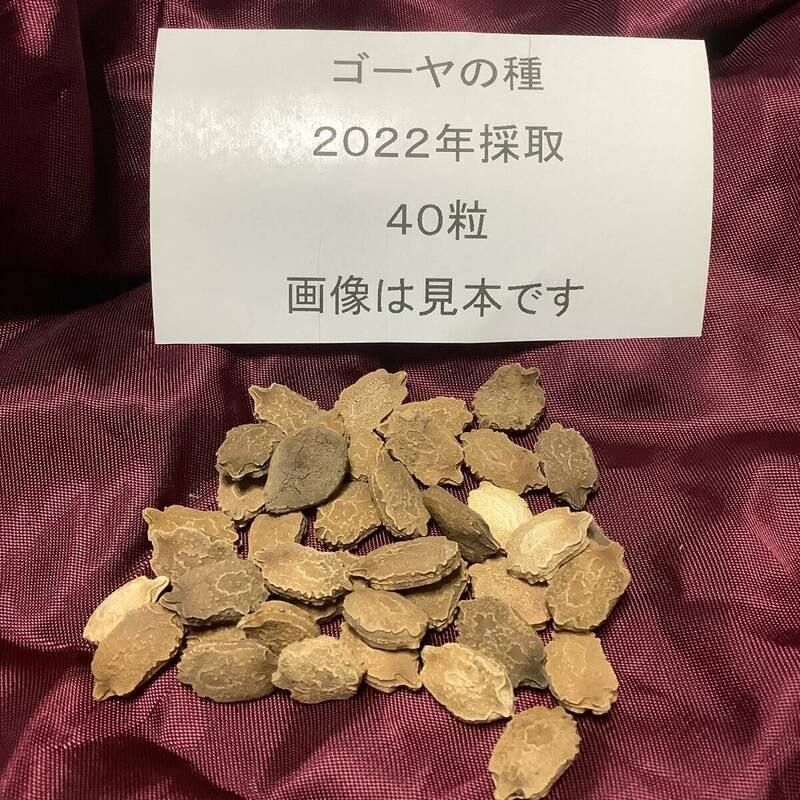 野菜の種 【ゴーヤの種】にがうり 2022年採取 約40粒 他の種との同梱一律84円で発送