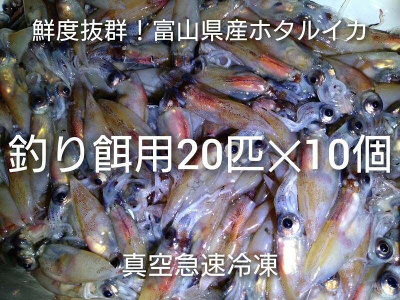 ホタルイカ20匹×10個（釣餌用）鮮度抜群！真空急速冷凍