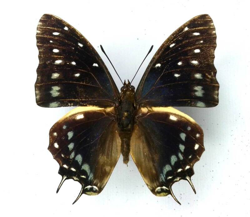蝶　標本　ルリマダラフタオ　etesipe　♂　C.A.R. 