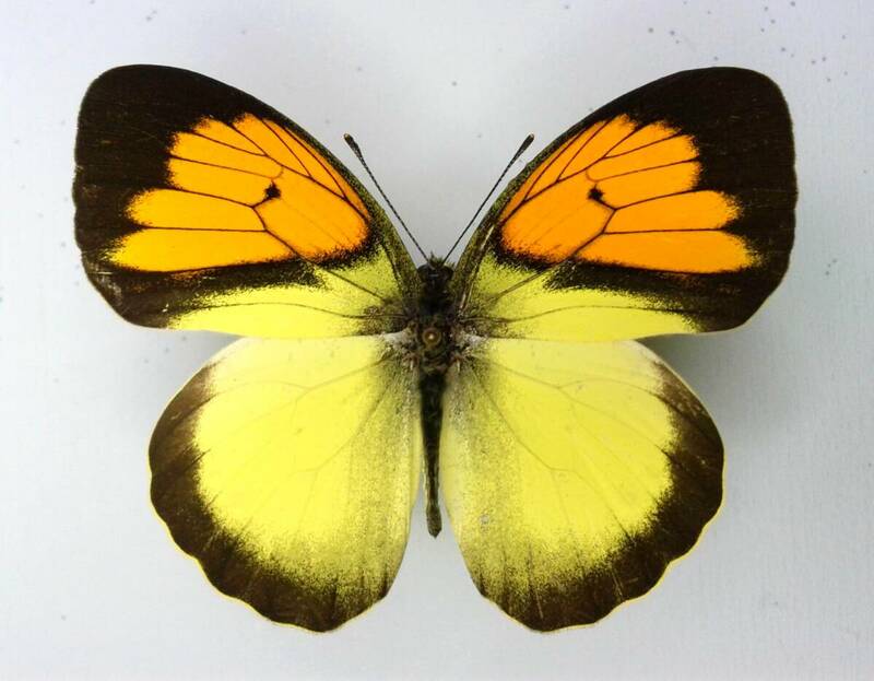 蝶　標本　メスシロキチョウ　pyrene　♂　台湾
