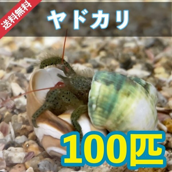 【100個＋α】ヤドカリsp　兵庫県産　シッタカ　コケ取り貝
