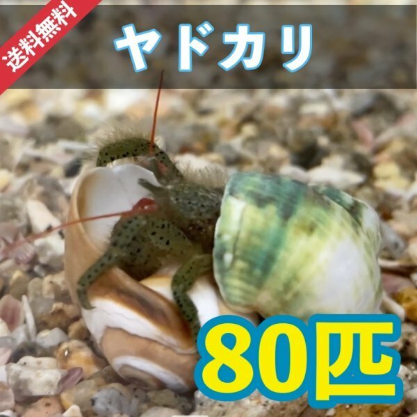 【80個＋α】ヤドカリsp　兵庫県産　シッタカ　コケ取り貝