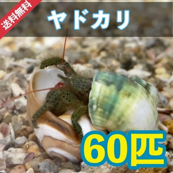【60個＋α】ヤドカリsp　兵庫県産　シッタカ　コケ取り貝