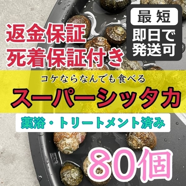 【80個＋α】スーパーシッタカ貝★コケ取り貝　コケトリ貝★薬浴・トリートメント済み！