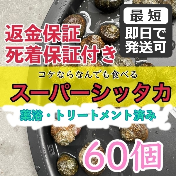 【60個＋α】スーパーシッタカ貝★コケ取り貝　コケトリ貝★薬浴・トリートメント済み！