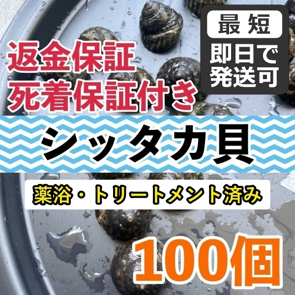 【100個＋α】シッタカ貝　兵庫県産　海水　コケ取り貝　コケトリ貝