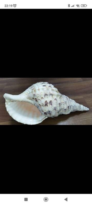 沖縄県産　法螺貝　ほら貝　長さ約２５．５センチ　幅約１２センチ　 匿名配送