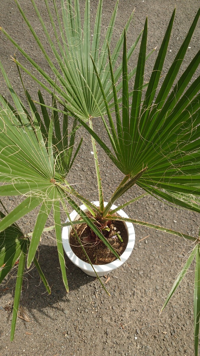 イトヤシ寒さに強いヤシ 高さ150センチ