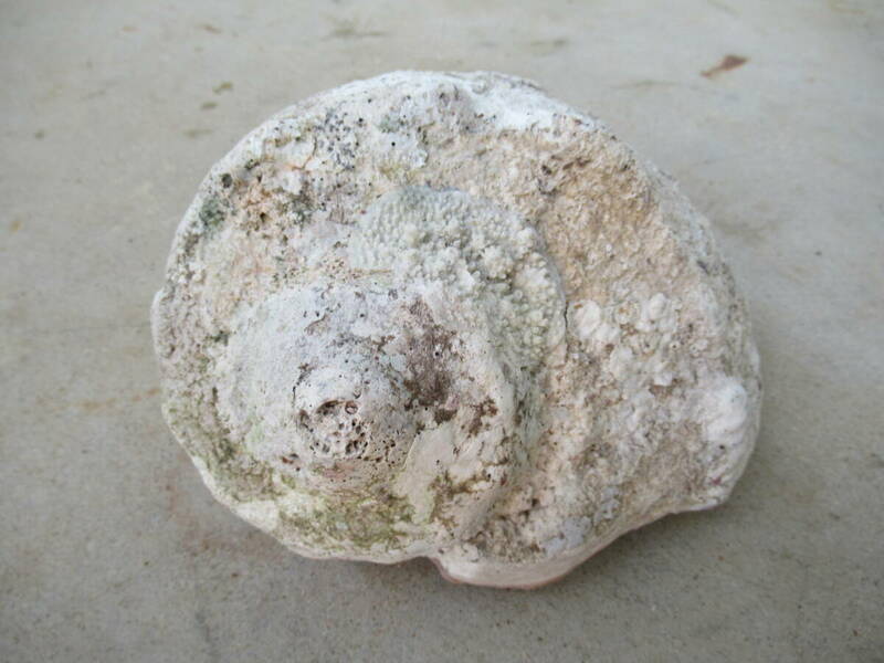 ヤコウガイ 夜光貝 ヤコウ貝　1.30kg　デジタル量り 貝殻 蓋なし 91
