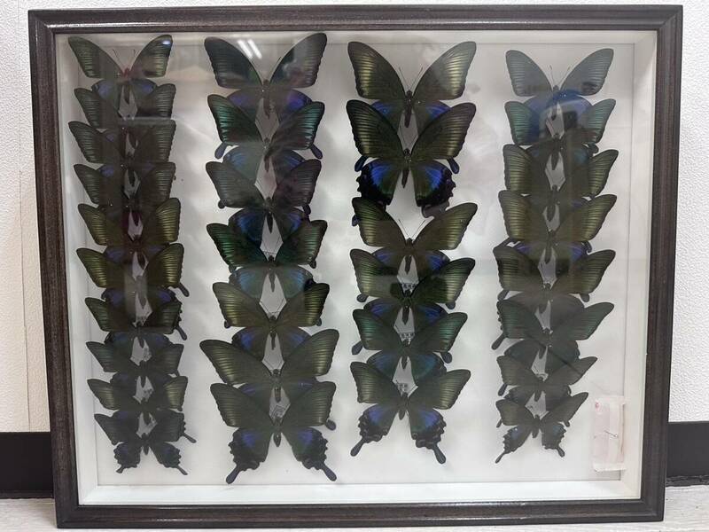 貴重種 蝶 ハチジョウカラスアゲハ 東京都八丈島 三丈島 御蔵島 1998年~ ドイツ箱 標本 まとめて