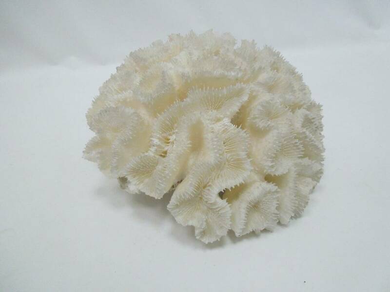 ‡0787 白珊瑚 置物 オブジェ インテリア 風水 サンゴ アクアリウム 白サンゴ 詳細不明 重さ約1.9kg