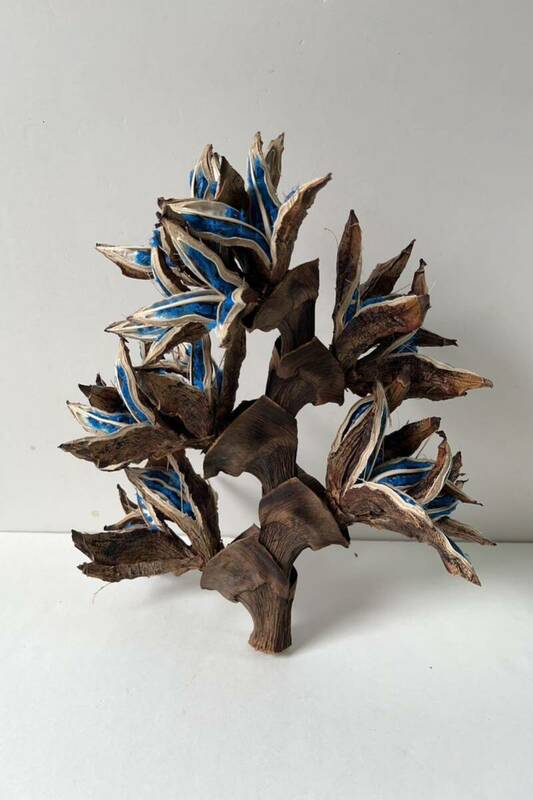 タビビトノキ 青い種 旅人の木 オオギバショウ 丸ごと 種子