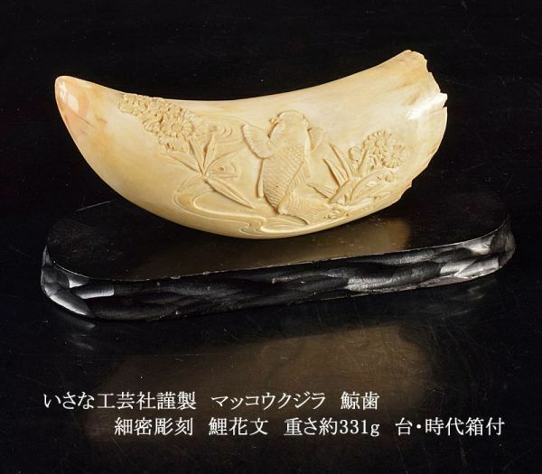 いさな工芸社謹製　マッコウクジラ　鯨歯　細密彫刻　鯉花文　重さ約331g　台・時代箱付　TCMK