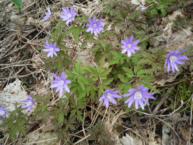 ●山野草●キクザキイチゲ紫●１０本●菊咲